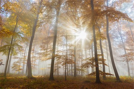 fagus sylvatica - Sunbeams in European Beech (Fagus sylvatica) Forest in Autumn, Spessart, Bavaria, Germany Photographie de stock - Premium Libres de Droits, Code: 600-08280383