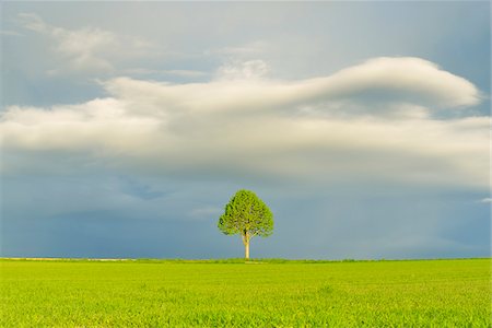 Maple Tree in Grain Field with Stormy Sky in Spring, Bad Mergentheim, Baden-Wurttemberg, Germany Photographie de stock - Premium Libres de Droits, Code: 600-08312081