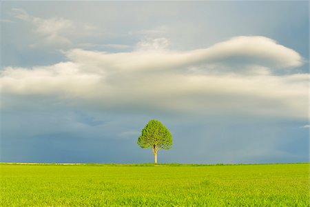 simsearch:700-02738108,k - Maple Tree in Grain Field with Stormy Sky in Spring, Bad Mergentheim, Baden-Wurttemberg, Germany Fotografie stock - Premium Royalty-Free, Codice: 600-08312081