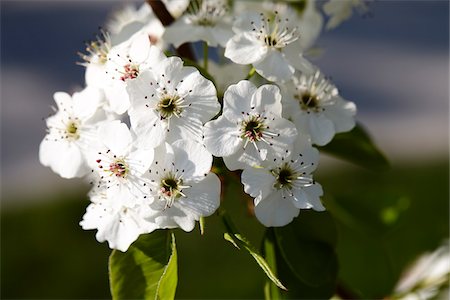 simsearch:600-01112364,k - Close-up of Callery Pear Tree Blossom Fotografie stock - Premium Royalty-Free, Codice: 600-08353486