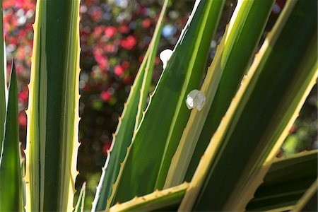 succulent - Close-up of succulent plant, Majorelle Gardens, Marrakesh, Morocco, North Africa, Africa Photographie de stock - Premium Libres de Droits, Code: 600-08353480