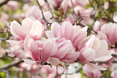 shallow depth of field - Close-up of Magnolia Blossoms Foto de stock - Sin royalties Premium, Código: 600-08353492