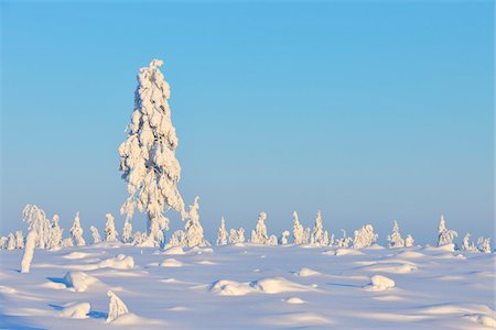 simsearch:600-05610006,k - Snow Covered Tree in Winter, Nissi, Kuusamo, Nordoesterbotten, Finland Photographie de stock - Premium Libres de Droits, Code: 600-08353509