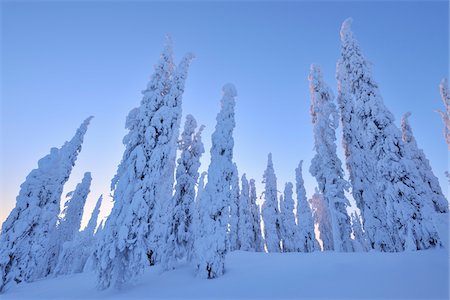 finnish - Snow Covered Spruce Trees at Dawn in Winter, Niskala, Kuusamo, Nordoesterbotten, Finland Photographie de stock - Premium Libres de Droits, Code: 600-08353515