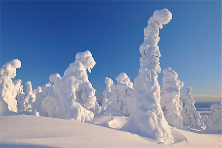 simsearch:600-07487407,k - Snow Covered Trees in Winter, Rukatunturi, Kuusamo, Nordoesterbotten, Finland Stock Photo - Premium Royalty-Free, Code: 600-08353517