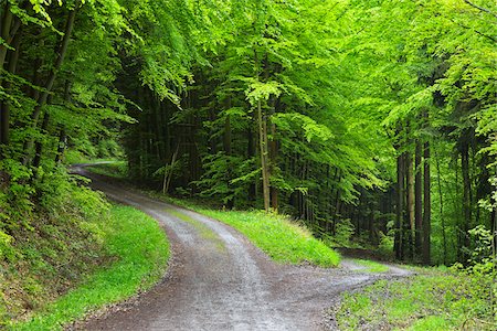 photographs of country roads - Forked Forest Road in Spring, Miltenberg, Miltenberg-District, Churfranken, Franconia, Bavaria, Germany Stock Photo - Premium Royalty-Free, Code: 600-08353525