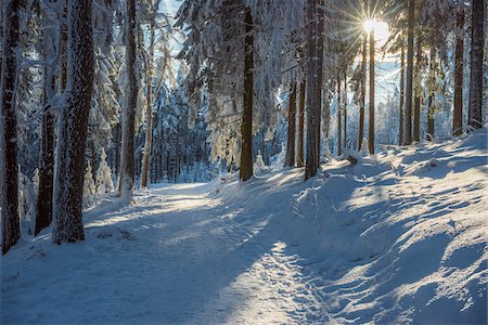Snow Covered Winter Forest with Path and Sun, Grosser Feldberg, Frankfurt, Taunus, Hesse, Germany Stock Photo - Premium Royalty-Free, Code: 600-08353538