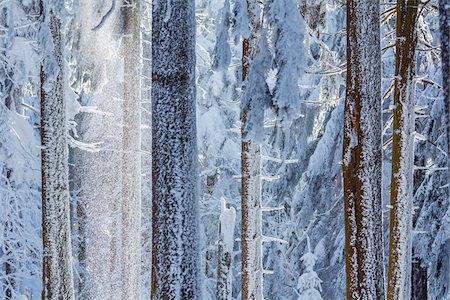 darmstadt region - Snowy Coniferous Forest in Winter, Grosser Feldberg, Frankfurt, Taunus, Hesse, Germany Stockbilder - Premium RF Lizenzfrei, Bildnummer: 600-08353544