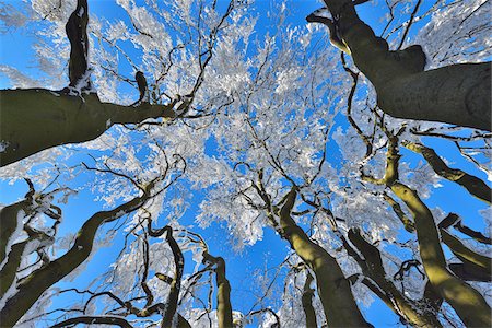 View into Snow Covered Beech Tree Tops in Winter, Grosser Feldberg, Frankfurt, Taunus, Hesse, Germany Photographie de stock - Premium Libres de Droits, Code: 600-08353541