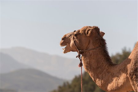 simsearch:700-03612967,k - Portrait of Camel, Marrakesh, Morocco Stockbilder - Premium RF Lizenzfrei, Bildnummer: 600-08353556