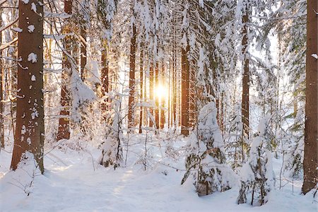 simsearch:600-07734334,k - Scenic view of Norway spruce tree (Picea abies) forest at sunrise, covered in snow in winter, Bavarian Forest, Bavaria, Gemany Stock Photo - Premium Royalty-Free, Code: 600-08386088