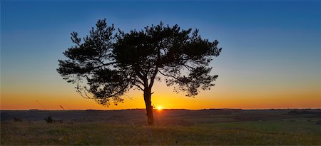 reflektion - Scenic view of silhouette of Scots pine tree (Pinus sylvestris) at sunset in autumn, Upper Palatinate, Bavaria, Germany Photographie de stock - Premium Libres de Droits, Code: 600-08386092