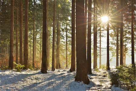 Sun through Coniferous Forest in Winter, Altenau, Harz, Lower Saxony, Germany Stock Photo - Premium Royalty-Free, Code: 600-08386177