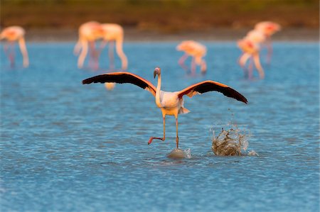 flamingos - Greater Flamingo (Phoenicopterus roseus) Taking off, Saintes-Maries-de-la-Mer, Parc Naturel Regional de Camargue, Languedoc-Roussillon, France Foto de stock - Sin royalties Premium, Código: 600-08386188