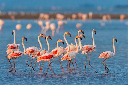 Group of Greater Flamingos (Phoenicopterus roseus) Wading in Water, Saintes-Maries-de-la-Mer, Parc naturel regional de Camargue, Languedoc Roussillon, France Stock Photo - Premium Royalty-Free, Code: 600-08386189