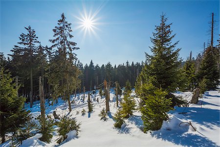 simsearch:600-05803693,k - Mountain Forest with Sun in Winter, Altenau, Harz, Lower Saxony, Germany Stock Photo - Premium Royalty-Free, Code: 600-08386180