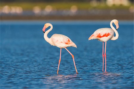 saintes-maries-de-la-mer - Greater Flamingos (Phoenicopterus roseus), Saintes-Maries-de-la-Mer, Parc Naturel Regional de Camargue, Languedoc-Roussillon, France Foto de stock - Sin royalties Premium, Código: 600-08386197