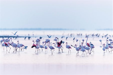Greater Flamingos (Phoenicopterus roseus) at Dawn, Saintes-Maries-de-la-Mer, Parc Naturel Regional de Camargue, Languedoc-Roussillon, France Stock Photo - Premium Royalty-Free, Code: 600-08386190