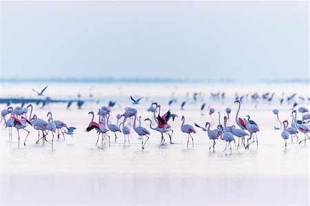 pantano - Greater Flamingos (Phoenicopterus roseus) at Dawn, Saintes-Maries-de-la-Mer, Parc Naturel Regional de Camargue, Languedoc-Roussillon, France Foto de stock - Sin royalties Premium, Código: 600-08386190