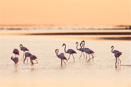 Greater Flamingos (Phoenicopterus roseus) at Sunrise, Saintes-Maries-de-la-Mer, Parc Naturel Regional de Camargue, Languedoc-Roussillon, France Foto de stock - Sin royalties Premium, Código: 600-08386192