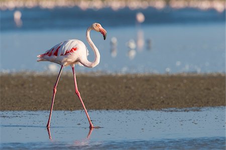 regionaler park - Greater Flamingo (Phoenicopterus roseus), Saintes-Maries-de-la-Mer, Parc Naturel Regional de Camargue, Languedoc-Roussillon, France Stock Photo - Premium Royalty-Free, Code: 600-08386206