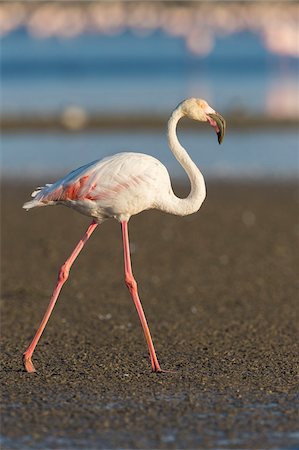 Greater Flamingo (Phoenicopterus roseus), Saintes-Maries-de-la-Mer, Parc Naturel Regional de Camargue, Languedoc-Roussillon, France Stockbilder - Premium RF Lizenzfrei, Bildnummer: 600-08386208