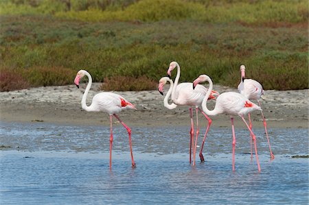 regionaler park - Greater Flamingos (Phoenicopterus roseus), Saintes-Maries-de-la-Mer, Parc Naturel Regional de Camargue, Languedoc-Roussillon, France Stock Photo - Premium Royalty-Free, Code: 600-08386203