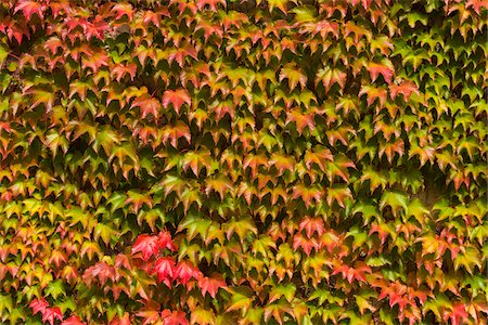 Japanese Creeper (Parthenocissus tricuspidata) Leaves on Wall in Autumn Photographie de stock - Premium Libres de Droits, Code: 600-08386214