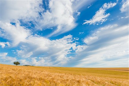 Barley Field in Summer, Wenschdorf, Milenberg District, Bavaria, Germany Stock Photo - Premium Royalty-Free, Code: 600-08386227