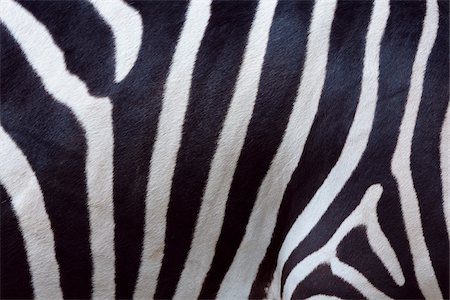 Close-up of Skin of Zebra Photographie de stock - Premium Libres de Droits, Code: 600-08386237