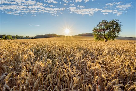 simsearch:600-07945004,k - Countryside with Rye Field and Apple Tree at Sunrise in Summer, Reichartshausen, Miltenberg District, Bavaria, Germany Photographie de stock - Premium Libres de Droits, Code: 600-08386230