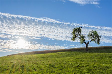simsearch:600-08386233,k - Lone Tree in Meadow with Sun in Summer, Reichartshausen, Miltenberg District, Bavaria, Germany Stock Photo - Premium Royalty-Free, Code: 600-08386232