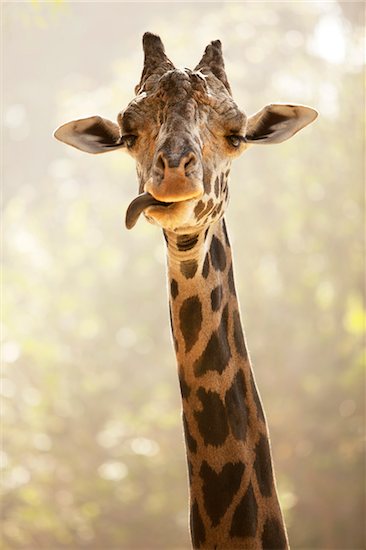 Portrait of Giraffe Sticking Tongue Out, Los Angeles Zoo, Los Angeles, California, USA Stock Photo - Premium Royalty-Free, Artist: Eric Schmidt, Image code: 600-08421754