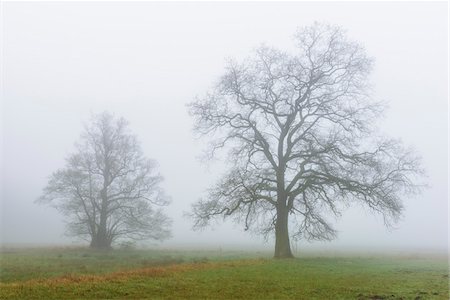 Old English Oak Tree (Quercus robur) and Black Alder (Alnus glutinosa) in Morning Mist, Hesse, Germany Stock Photo - Premium Royalty-Free, Code: 600-08519354