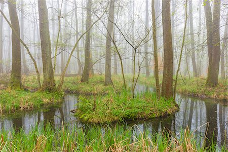 erle - Black Alders (Alnus glutinosa) in Wetland in Early Spring, Hesse, Germany Stockbilder - Premium RF Lizenzfrei, Bildnummer: 600-08519357