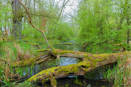 Moss Covered Log in Wetland in Early Spring, Hesse, Germany Foto de stock - Sin royalties Premium, Código: 600-08519365