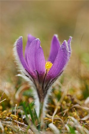 pulsatilla vulgaris - Close-up of Common Pasque Flower (Pulsatilla vulgaris) Blossom in Spring, Bavaria, Germany Foto de stock - Royalty Free Premium, Número: 600-08519375