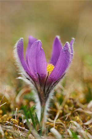 ranunculales - Close-up of Common Pasque Flower (Pulsatilla vulgaris) Blossom in Spring, Bavaria, Germany Stock Photo - Premium Royalty-Free, Code: 600-08519375