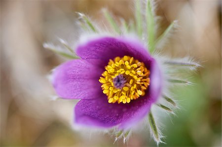 petals top view - Close-up of Common Pasque Flower (Pulsatilla vulgaris) Blossom in Spring, Bavaria, Germany Stock Photo - Premium Royalty-Free, Code: 600-08519378