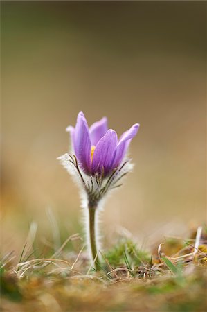 ranunculales - Close-up of Common Pasque Flower (Pulsatilla vulgaris) Blossom in Spring, Bavaria, Germany Stock Photo - Premium Royalty-Free, Code: 600-08519379