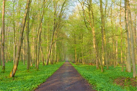 Path through European Beech (Fagus sylvatica) Forest, Hesse, Germany Foto de stock - Sin royalties Premium, Código: 600-08519373