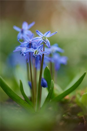 simsearch:600-08512510,k - Close-up of Alpine Squill (Scilla bifolia) Blossoms in Garden in Spring, Bavaria, Germany Stock Photo - Premium Royalty-Free, Code: 600-08519384