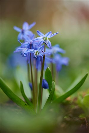 simsearch:600-08519390,k - Close-up of Alpine Squill (Scilla bifolia) Blossoms in Garden in Spring, Bavaria, Germany Fotografie stock - Premium Royalty-Free, Codice: 600-08519384