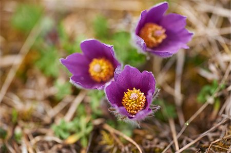 purple flower closeup - Close-up of Common Pasque Flower (Pulsatilla vulgaris) Blossoms in Spring, Bavaria, Germany Stock Photo - Premium Royalty-Free, Code: 600-08519381