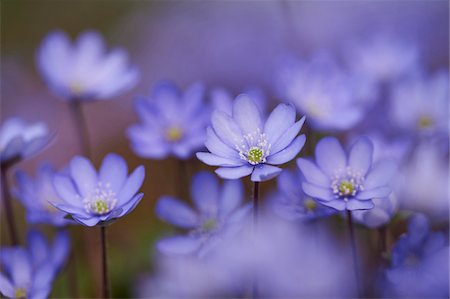 simsearch:600-08512510,k - Close-up of Common Hepatica (Anemone hepatica) Blossoms in Forest in Spring, Bavaria, Germany Stock Photo - Premium Royalty-Free, Code: 600-08519383
