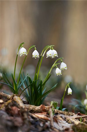 simsearch:600-08512498,k - Close-up of Spring Snowflake (Leucojum vernum) Blooming in Spring, Upper Palatinate, Bavaria, Germany Stockbilder - Premium RF Lizenzfrei, Bildnummer: 600-08512499