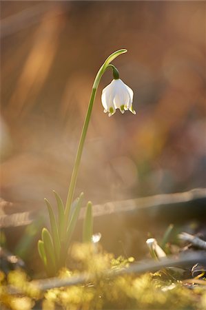 simsearch:600-08026138,k - Close-up of Spring Snowflake (Leucojum vernum) Blooming in Spring, Upper Palatinate, Bavaria, Germany Foto de stock - Sin royalties Premium, Código: 600-08512504