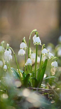 simsearch:600-06486671,k - Close-up of Spring Snowflakes (Leucojum vernum) Blooming in Spring, Upper Palatinate, Bavaria, Germany Stock Photo - Premium Royalty-Free, Code: 600-08512509