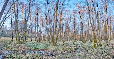 Landscape with Spring Snowflakes (Leucojum vernum) Blooming in Swamp in Spring, Upper Palatinate, Bavaria, Germany Photographie de stock - Premium Libres de Droits, Code: 600-08512517