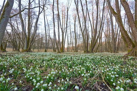 simsearch:600-07435033,k - Landscape with Spring Snowflake (Leucojum vernum) Blooming in Swamp in Spring, Upper Palatinate, Bavaria, Germany Photographie de stock - Premium Libres de Droits, Code: 600-08512518